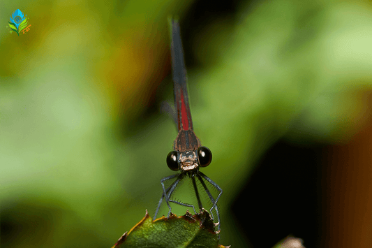 Antlered Crane Fly – Is it a giant Mosquito or Wasp?