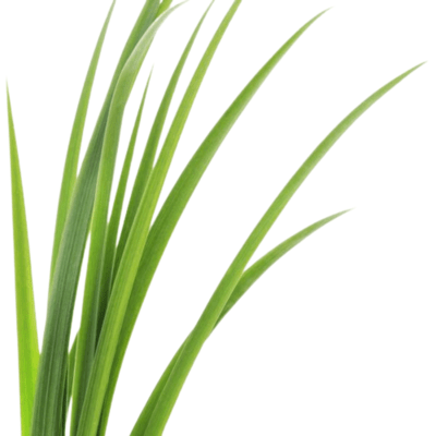 1000021093-600×600-removebg-preview (1)