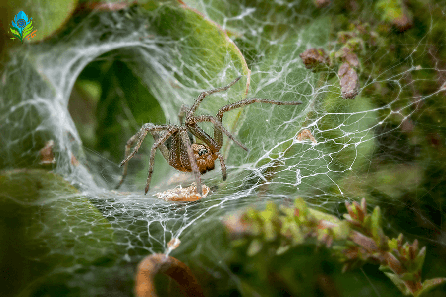 Have you seen a Spider Wasp catching a Wolf Spider?