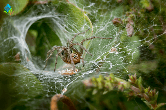 Have you seen a Spider Wasp catching a Wolf Spider?